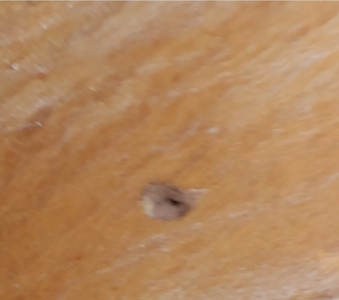 Mid Century Modern Blonde Ercol 203 Armchair New Upholstery