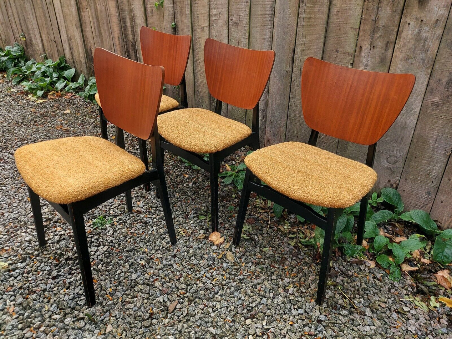 MCM 4 reupholstered dining chairs Ochre Boucle Black Teak Finish